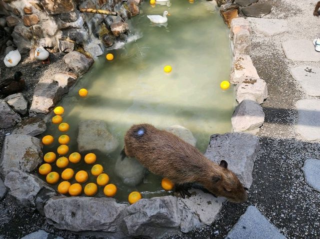 Spend a Wild Day at Yilan’s Lanyang Animal and Plant Kingdom 🦙✨ Spend a Wild Day at Yilan’s Lanyang Animal and Plant Kingdom 🦙✨