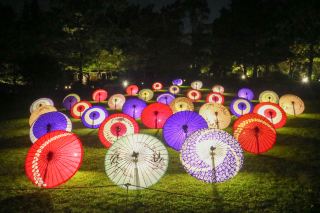 夜の昭和記念公園で楽しむ、黄金色のイチョウ並木🍂✨