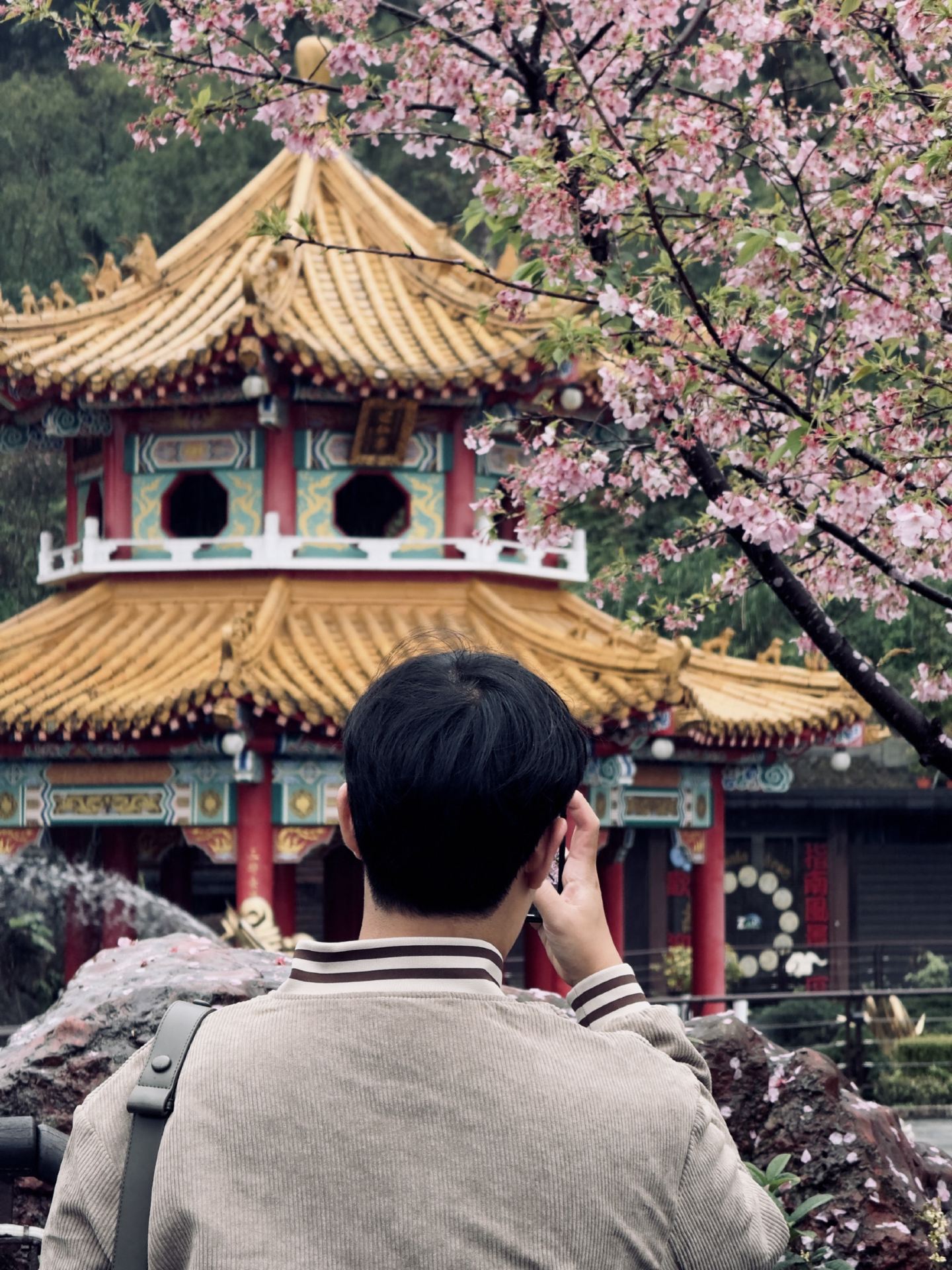 Riding Through the Mist: Sipping Tea and Viewing Cherry Blossoms at Taiwan's Maokong Gondola
