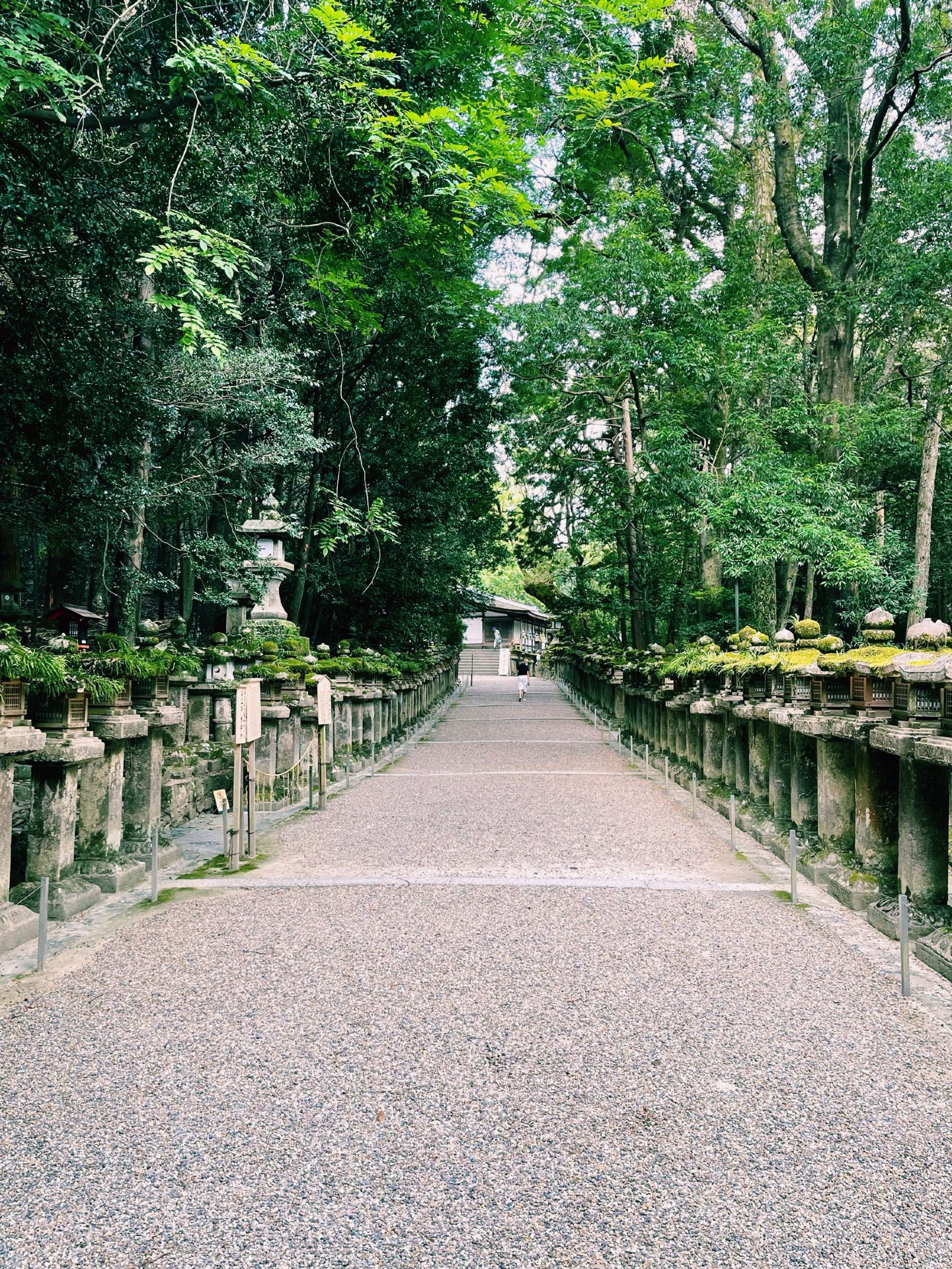 ⛩️🌿 Kasuga Taisha — beautiful in its own way 🇯🇵
