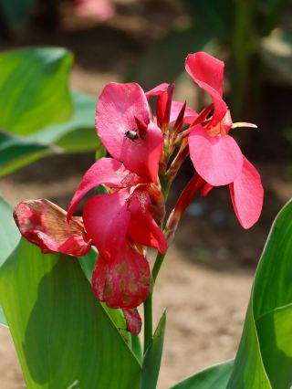 🌺 Dwarf Canna | A Little Giant of the Garden
