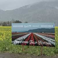 The abbotsford Tulip Festival 阿博茲福鬱金香節