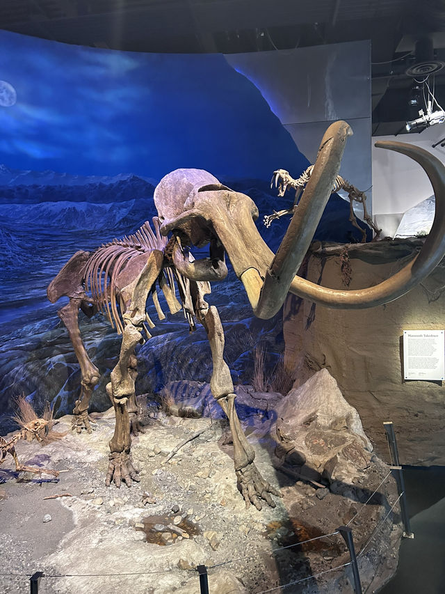 🦕恐竜の聖地！カナダ🇨🇦【ロイヤル・ティレル博物館】