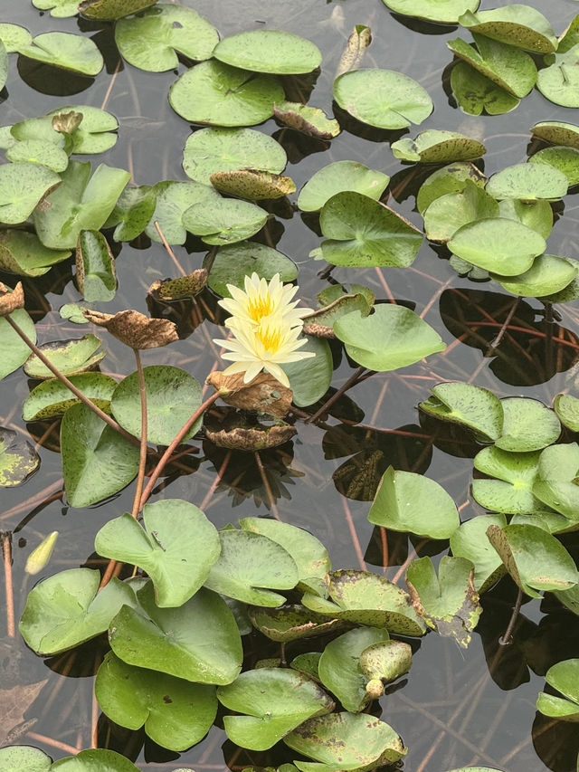 Fuxing Park, Shanghai
