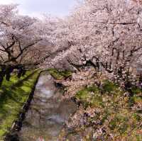 ［東京近郊］比較少人的賞櫻好地方🌸