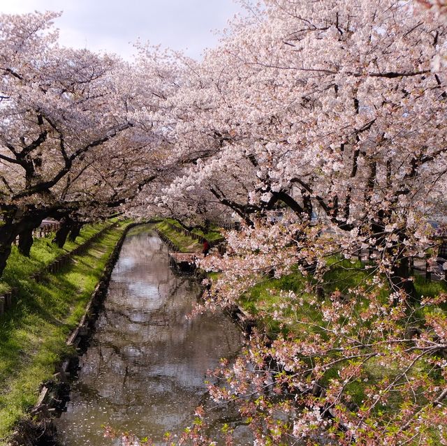 ［東京近郊］比較少人的賞櫻好地方🌸