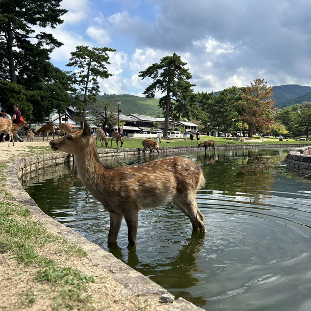 A must-visit to Mount Wakakusa in Japan! ⛰️ 