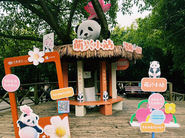 Best place to see Pandas in Chengdu?