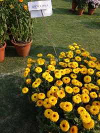 Delhi North Campus Annual Flower Show: A Vibrant Celebration of Nature