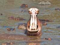 Lake Manyara National Park