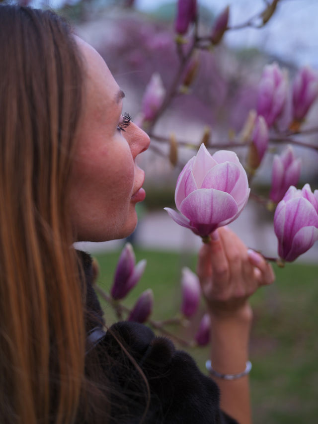 Best time to catch spring blossom in Vienna 