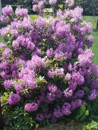 Flowers of Val Pellice (Turin)