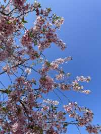 Spring in Venaria Reale