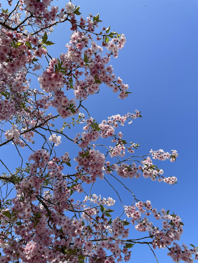Spring in Venaria Reale