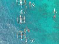 Whale shark Activity in Oslob