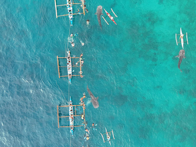 Whale shark Activity in Oslob