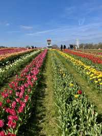 Tulleys Tulip Fest - England 