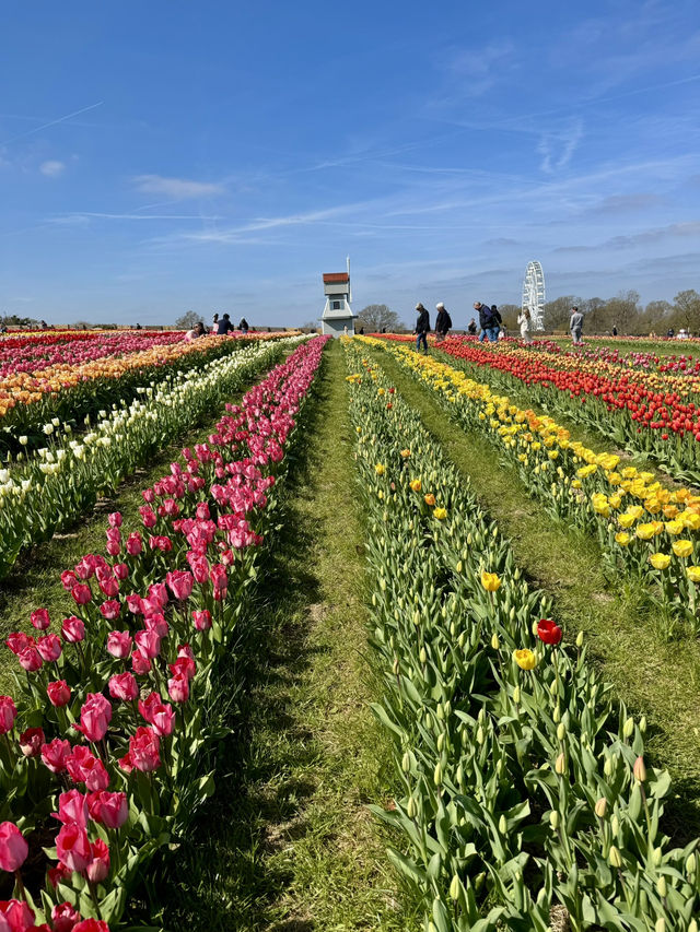 Tulleys Tulip Fest - England 