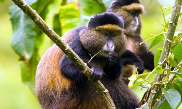 MONKEY SPECIES OF UGANDA: A PRIMATE PARADISE