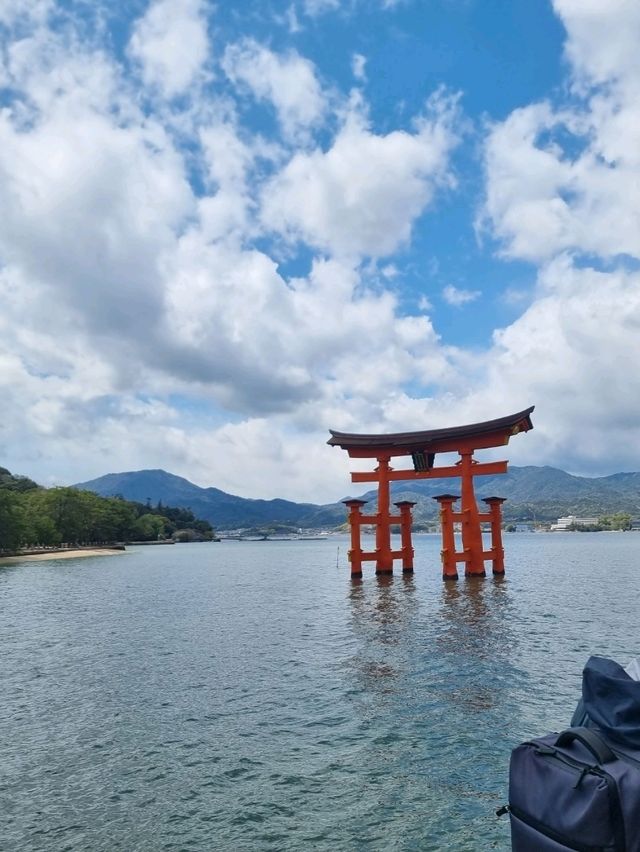 🌸 Jaw Dropping Japan - Shrines, Train Lines & Bovine.