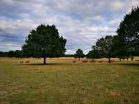 Richmond Park Travel Diary: Nature and Serenity