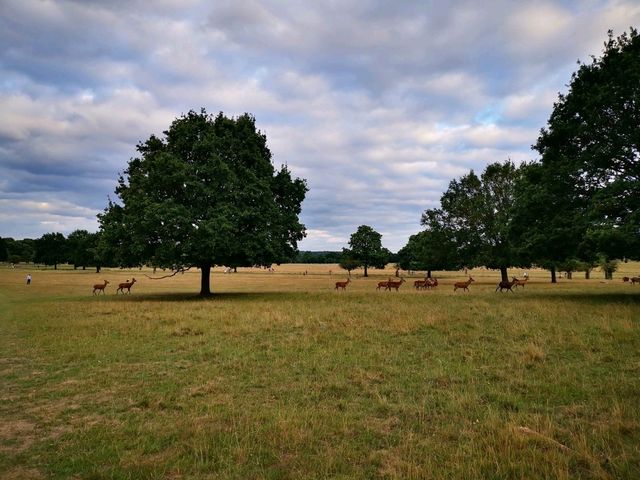 Richmond Park Travel Diary: Nature and Serenity