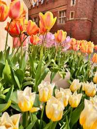 🌷 Hampton Court Palace in Bloom – The Best Time to Visit! 👑