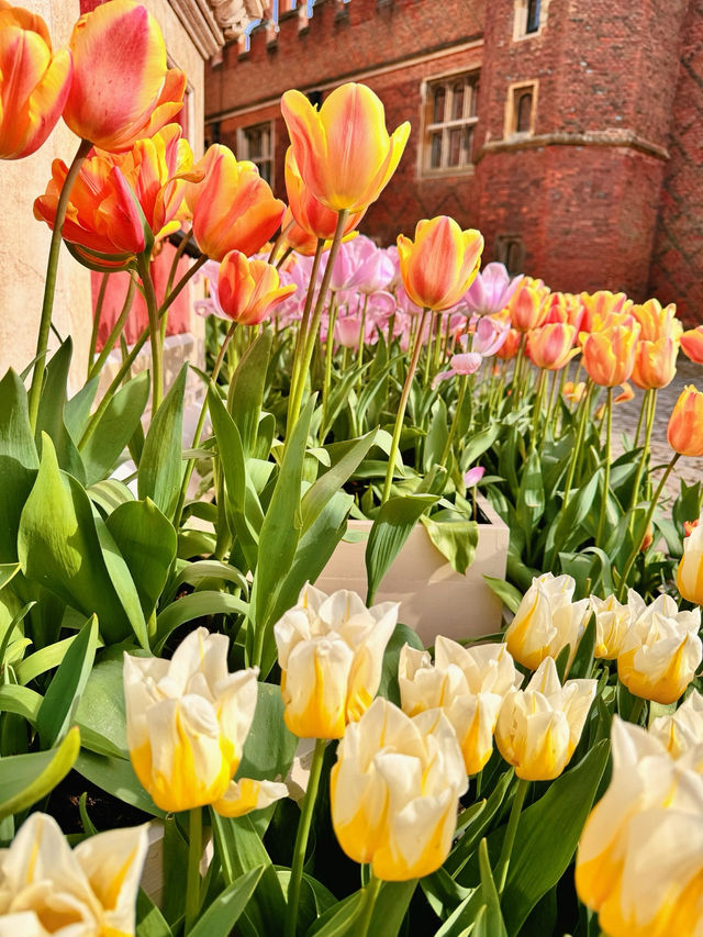 🌷 Hampton Court Palace in Bloom – The Best Time to Visit! 👑