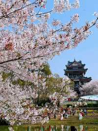 Wuxi’s Cherry Blossom Forest – What a Find!!