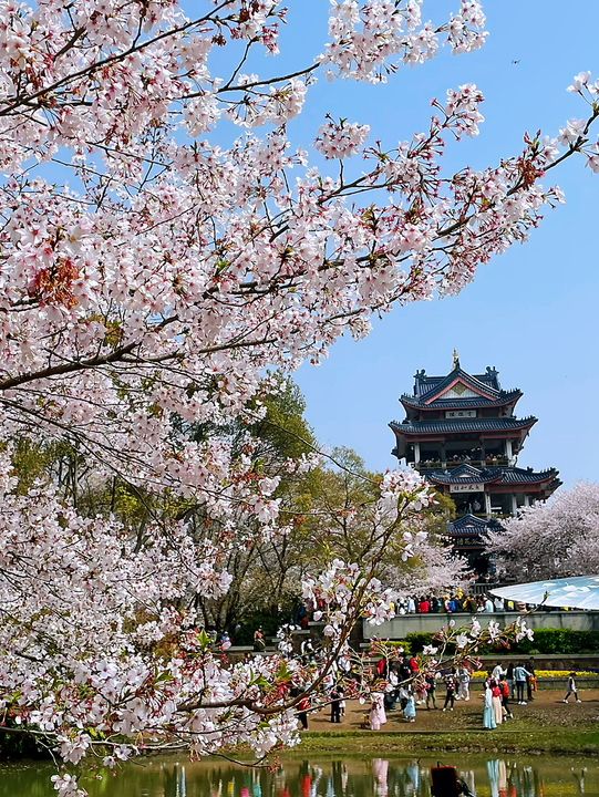 Wuxi’s Cherry Blossom Forest – What a Find!!