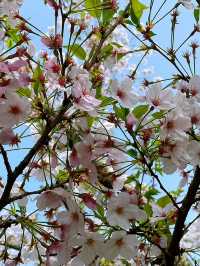 Wuxi’s Cherry Blossom Forest – What a Find!!