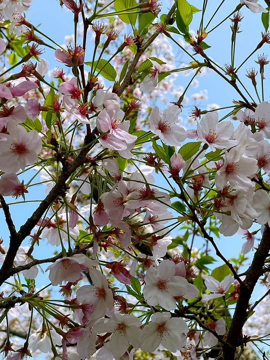 Wuxi’s Cherry Blossom Forest – What a Find!!