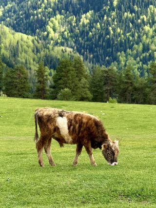 can’t afford the Dolomites? try Svaneti instead 🏔️🇬🇪