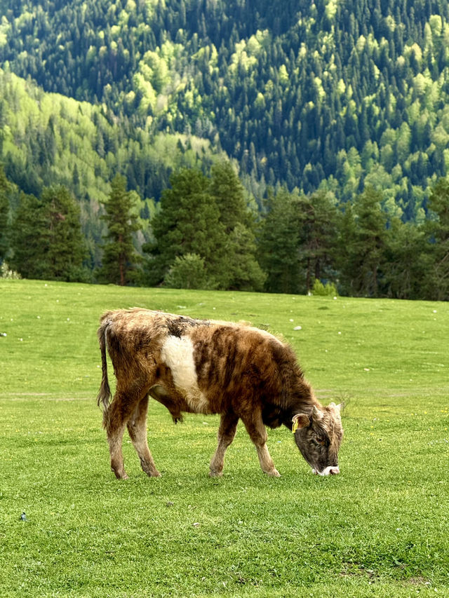 can’t afford the Dolomites? try Svaneti instead 🏔️🇬🇪