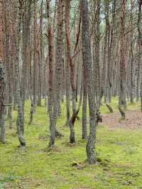 The Curonian Spit is a narrow sandy stretch of land between the Baltic Sea and the Curonian Lagoon
