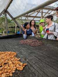 Chocolate farm on Bohol island, Philippines 
