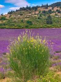 🌿 A Quiet Jewel in the Drôme – Aurel, France