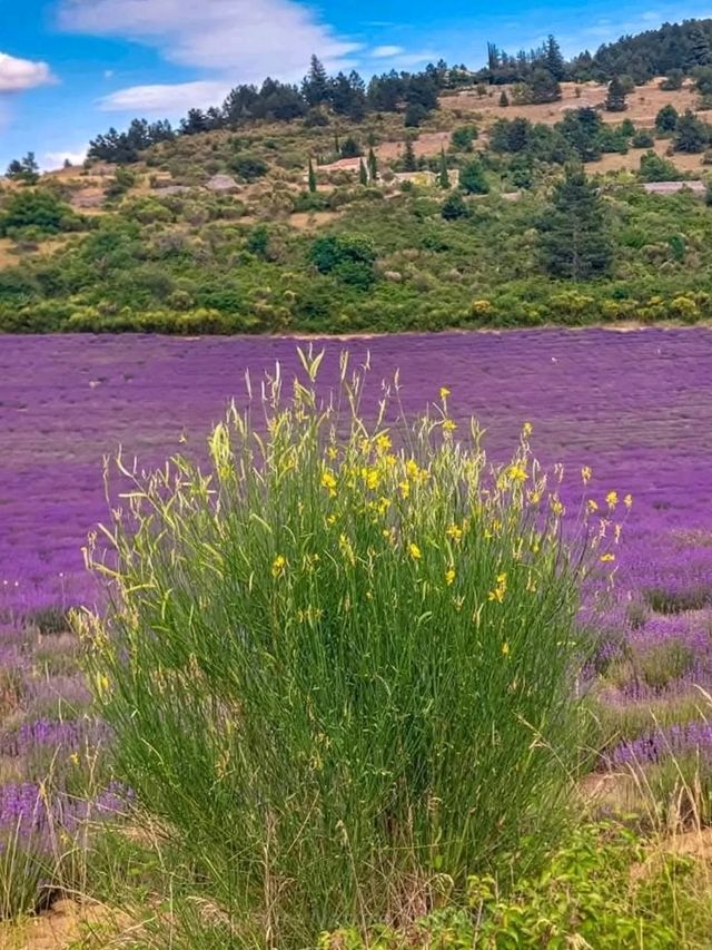 🌿 A Quiet Jewel in the Drôme – Aurel, France