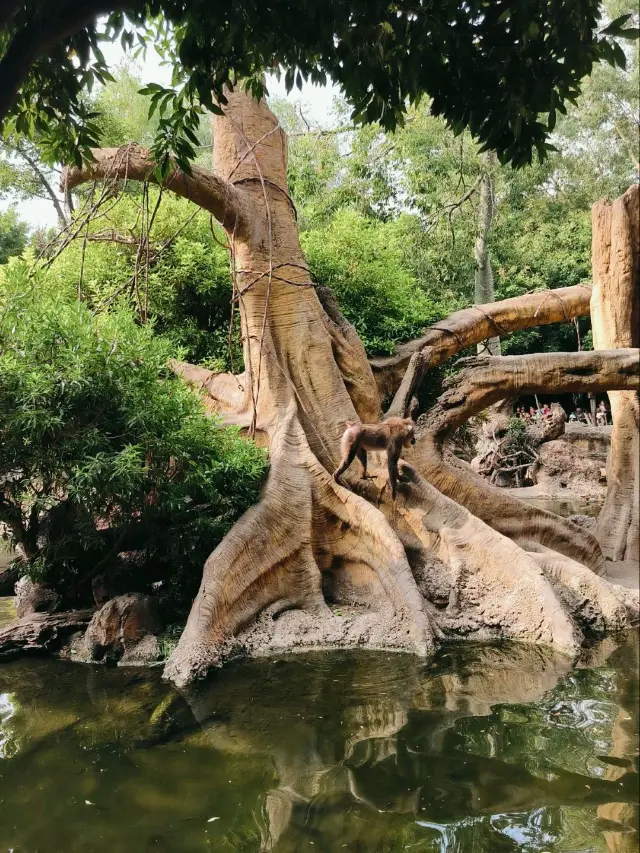 🌿 Bioparc Valencia: Where Nature Feels Alive 🐒🦌