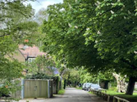 Kingston🇬🇧Nature Fix: A Royal Retreat at Home Park 🦌