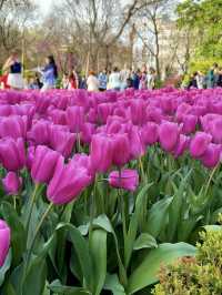 A Symphony of Blooms