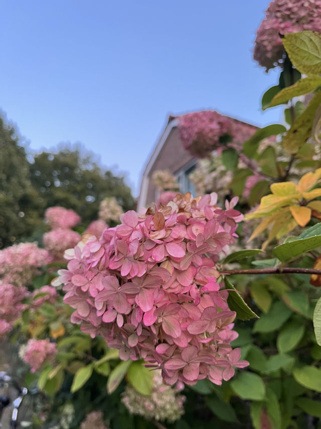 Autumn in the Netherlands🍂🤎🧡