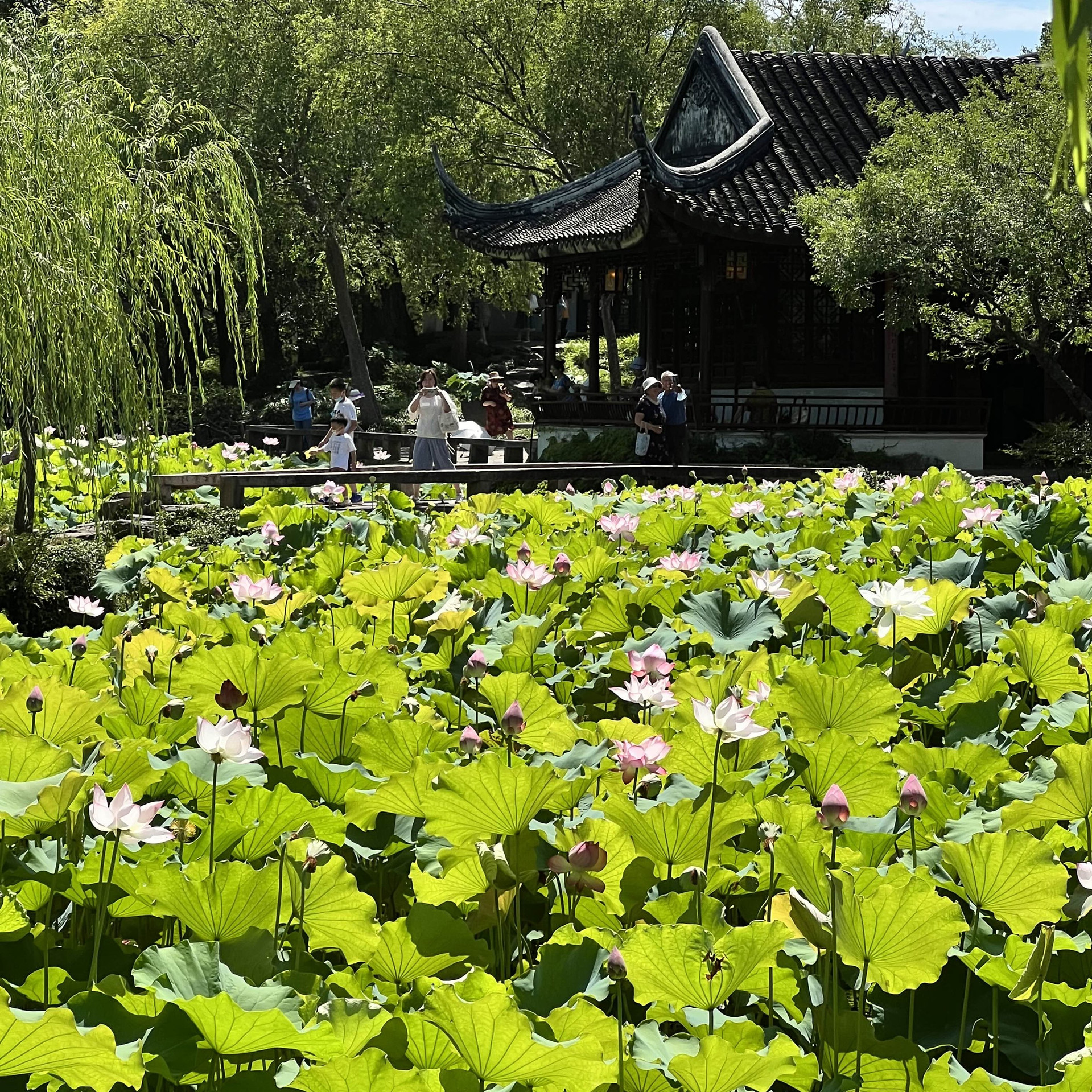 中国・蘇州】夏は蓮の花が一面に咲き乱れる庭園・拙政園（世界文化遺産 