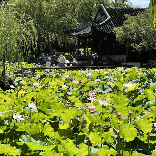 【中国・蘇州】夏は蓮の花が一面に咲き乱れる庭園・拙政園（世界文化遺産）