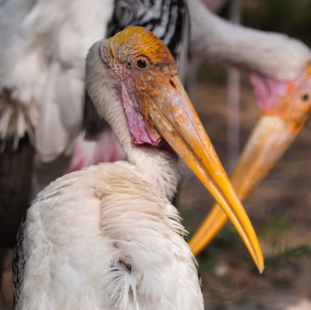 Animals of Chiang Mai Zoo