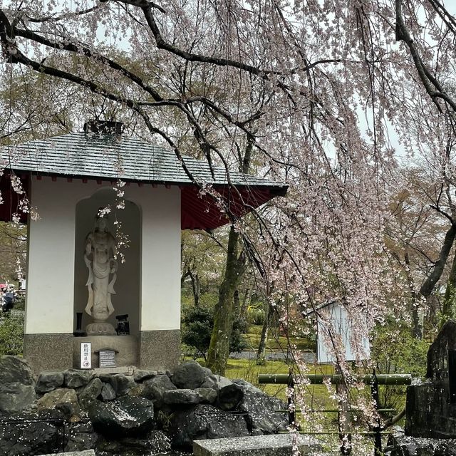 在京都🇯🇵嵐山坐小火車看雨櫻是什麼感覺？