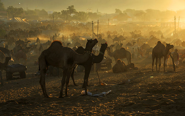 India Camel Festival