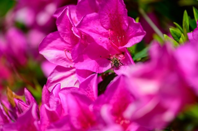 Spring cherry blossom viewing, Taipei's Yangmingshan welcomes a colorful feast.