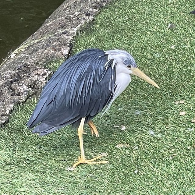 Kuranda Bird World - Cheeky and Colorful