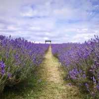Lost in a sea of lavender 💜🌿 